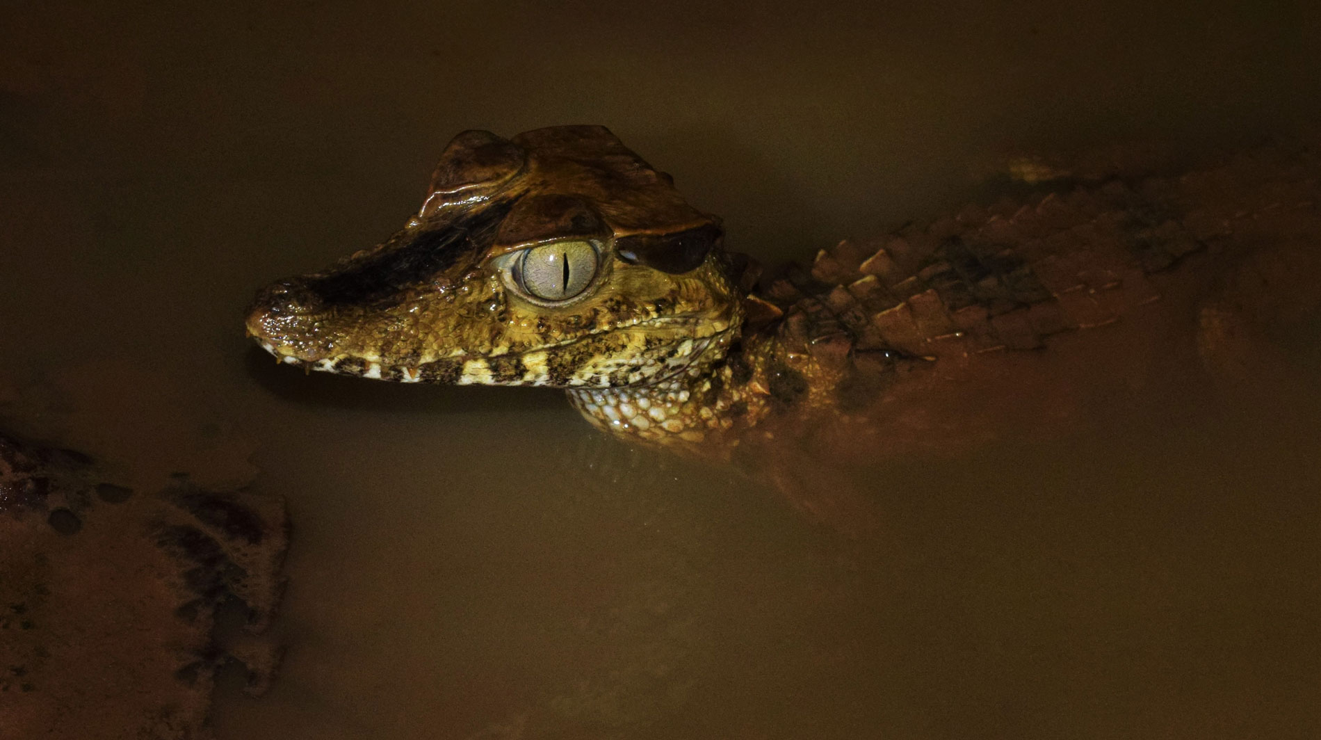 evaluación_Paleosuchustrigonatus Paskay